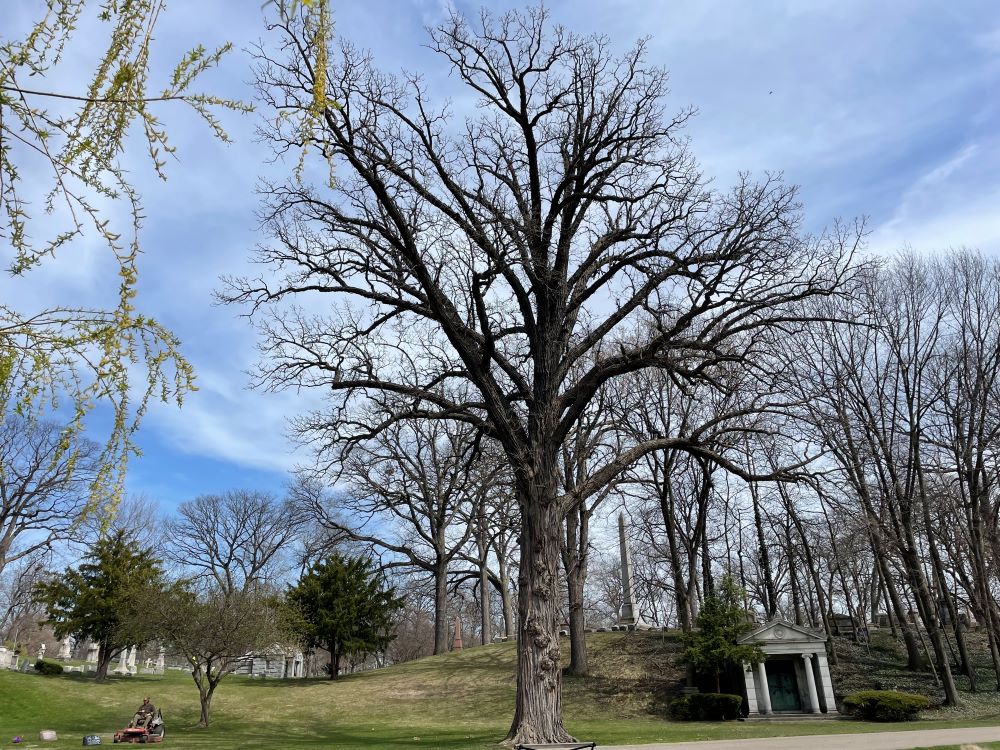 bur oak sm