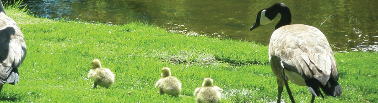 Geese_and_goslings_Elmwood_1280x350.jpg